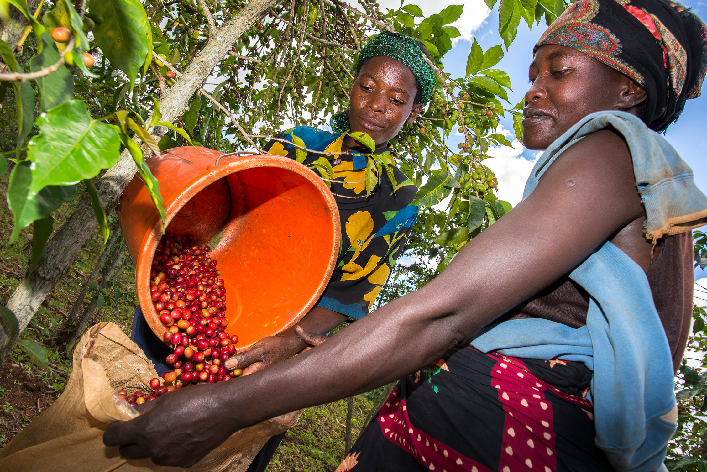 Coffee Burundi bonen plukken-3