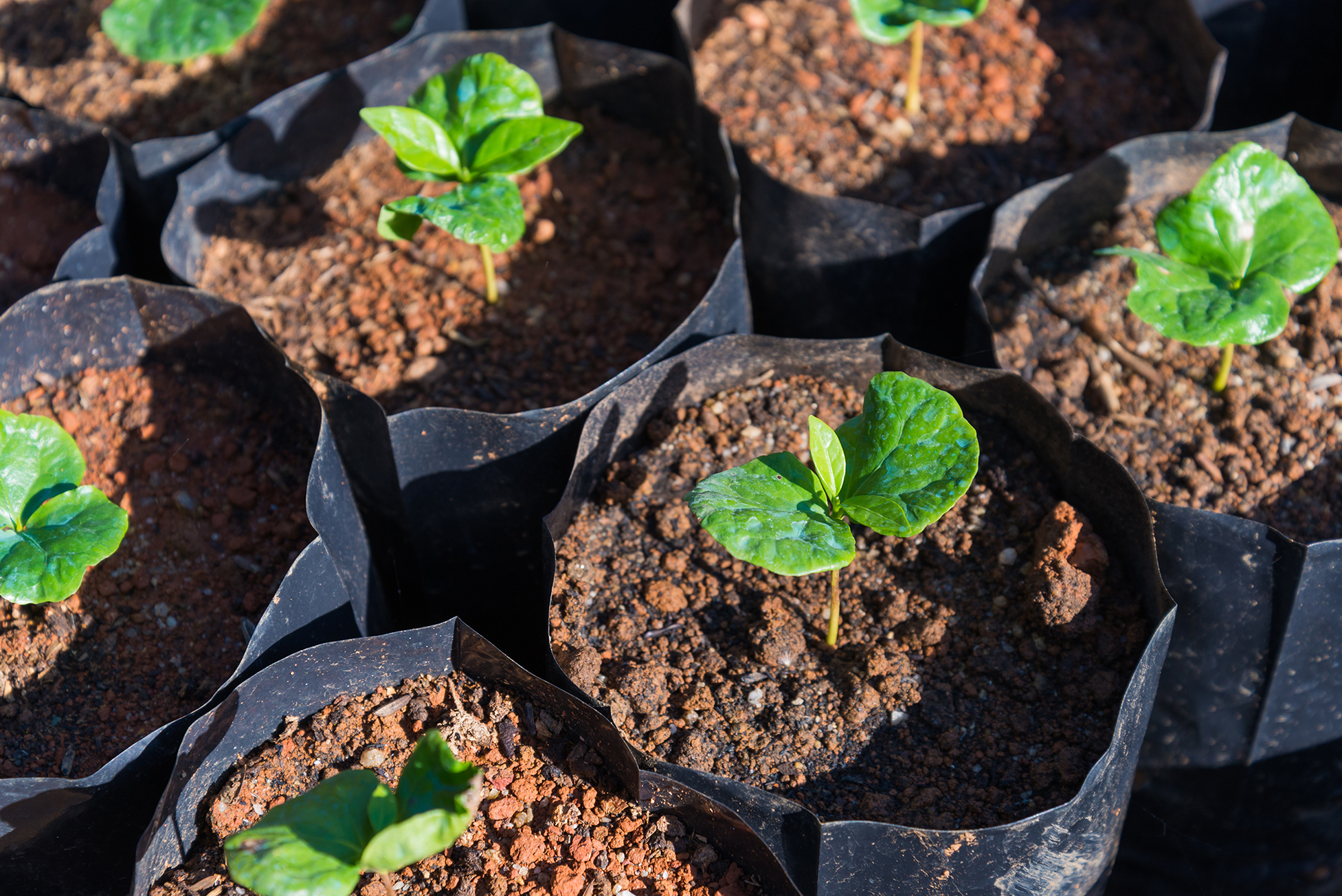 Coffee Burundi Koffie plant nursery