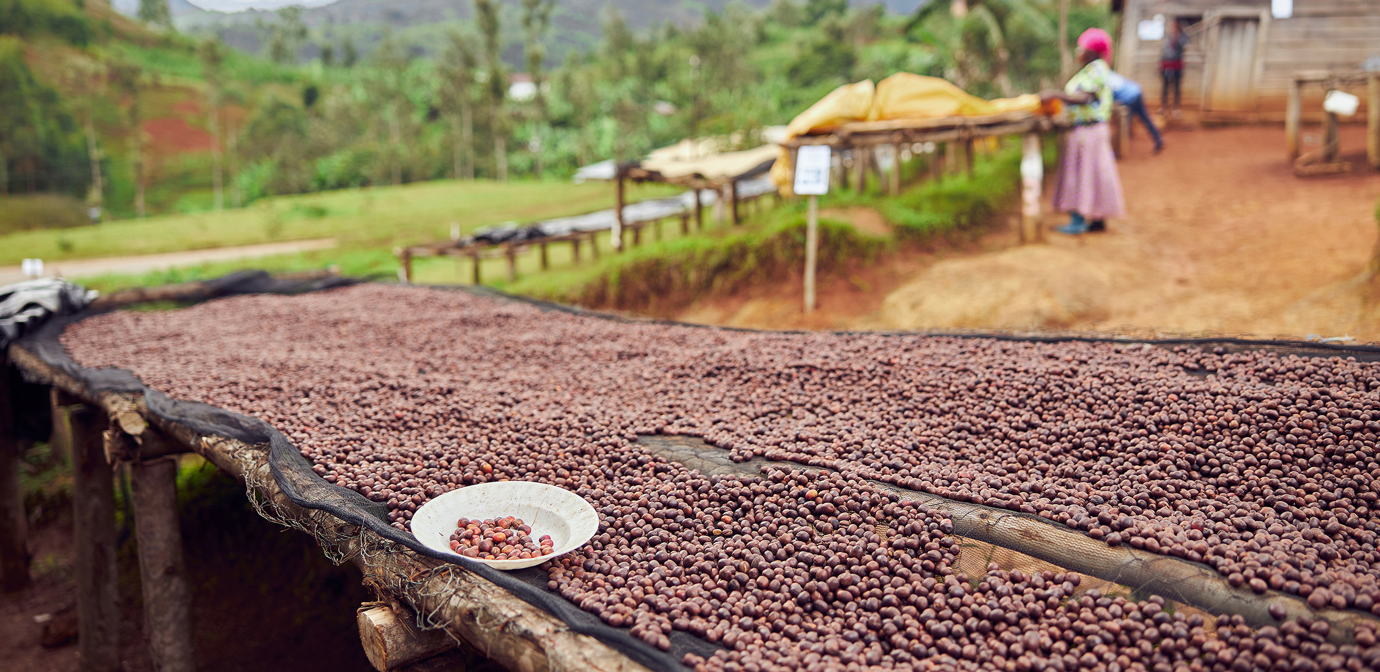 Coffee Burundi koffiebonen drogen 2-2