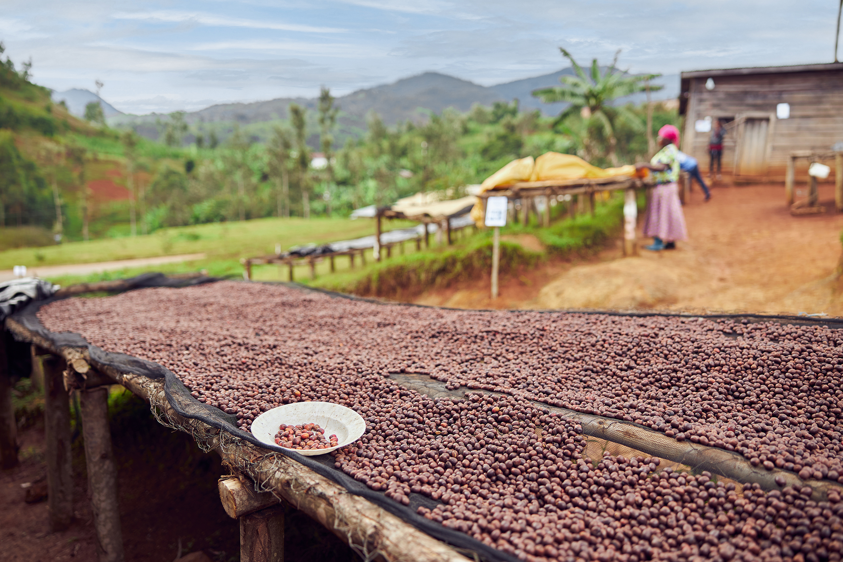Coffee Burundi koffiebonen drogen-3