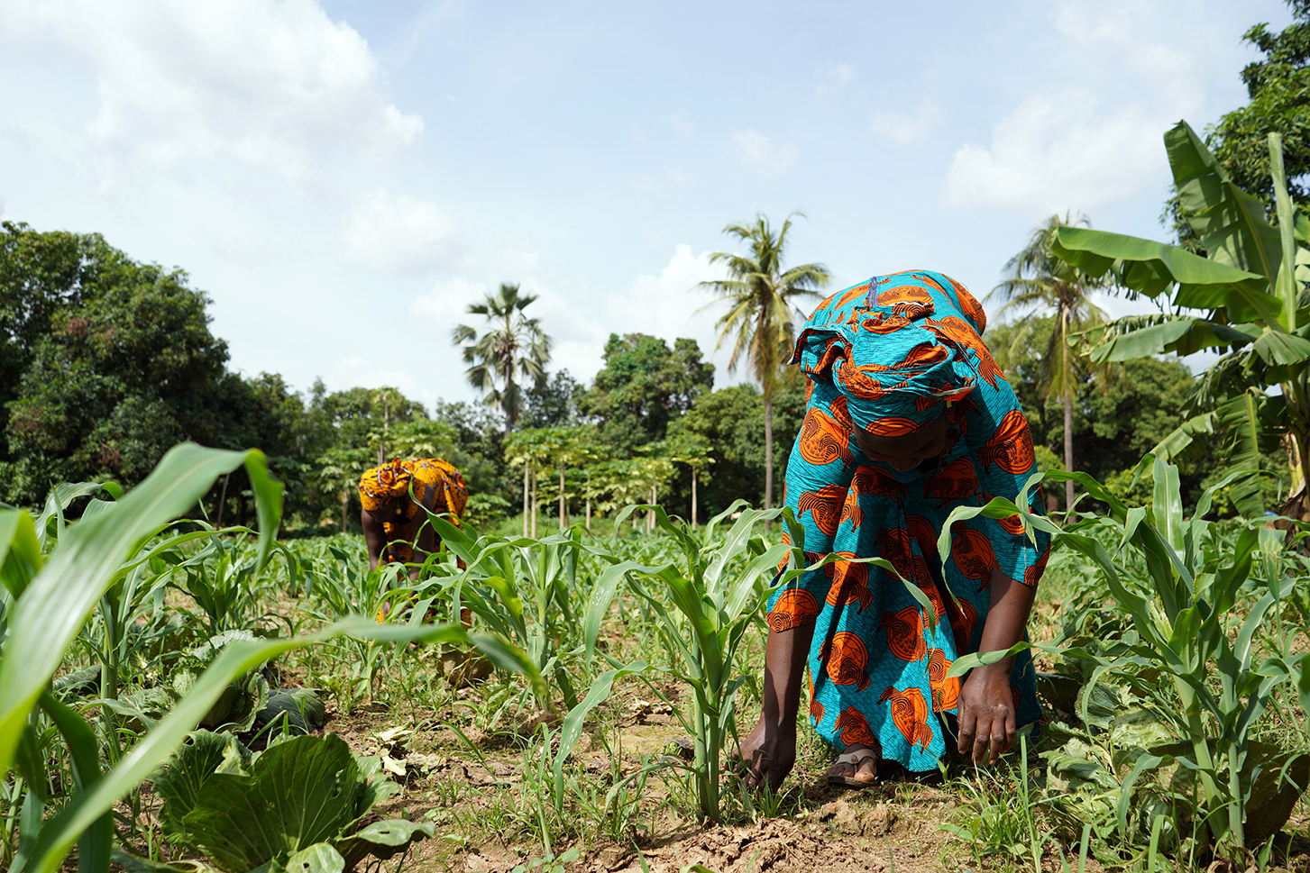 Coffee Burundi werken op veld